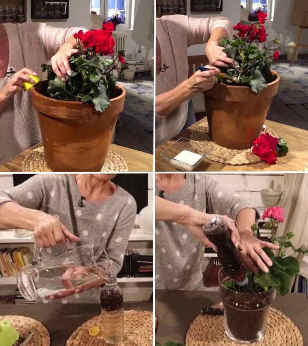 trucos caseros mantenimiento de los geranios 2