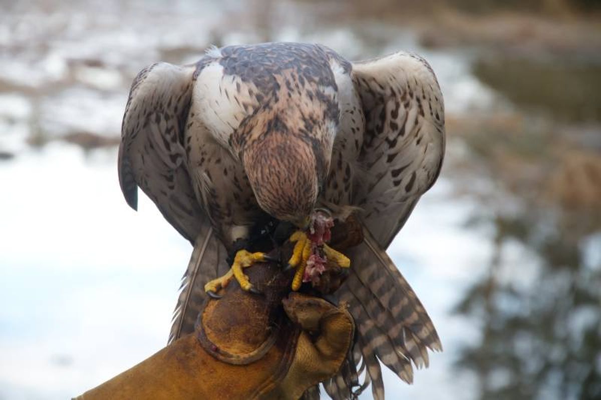 Proporciónale una dieta rica en proteínas y basada en presas naturales.