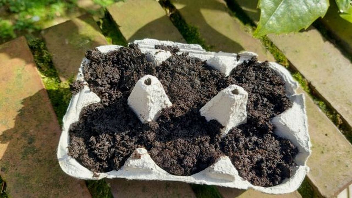 huevera como semillero