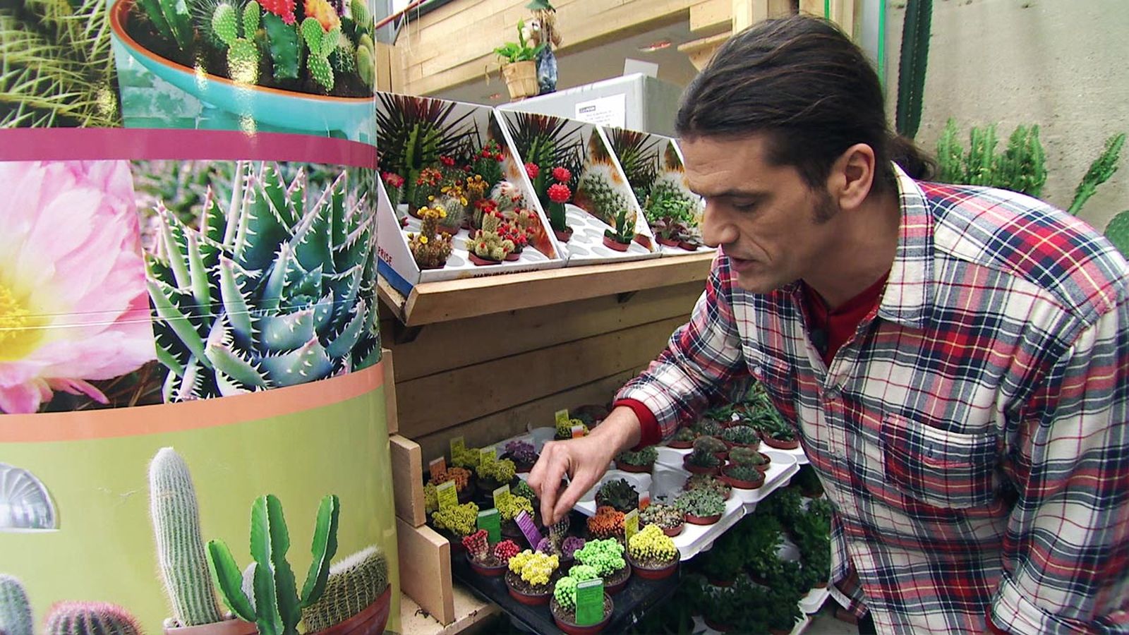 deco 565 plantas en miniatura xl deco 565 plantas en miniatura xl