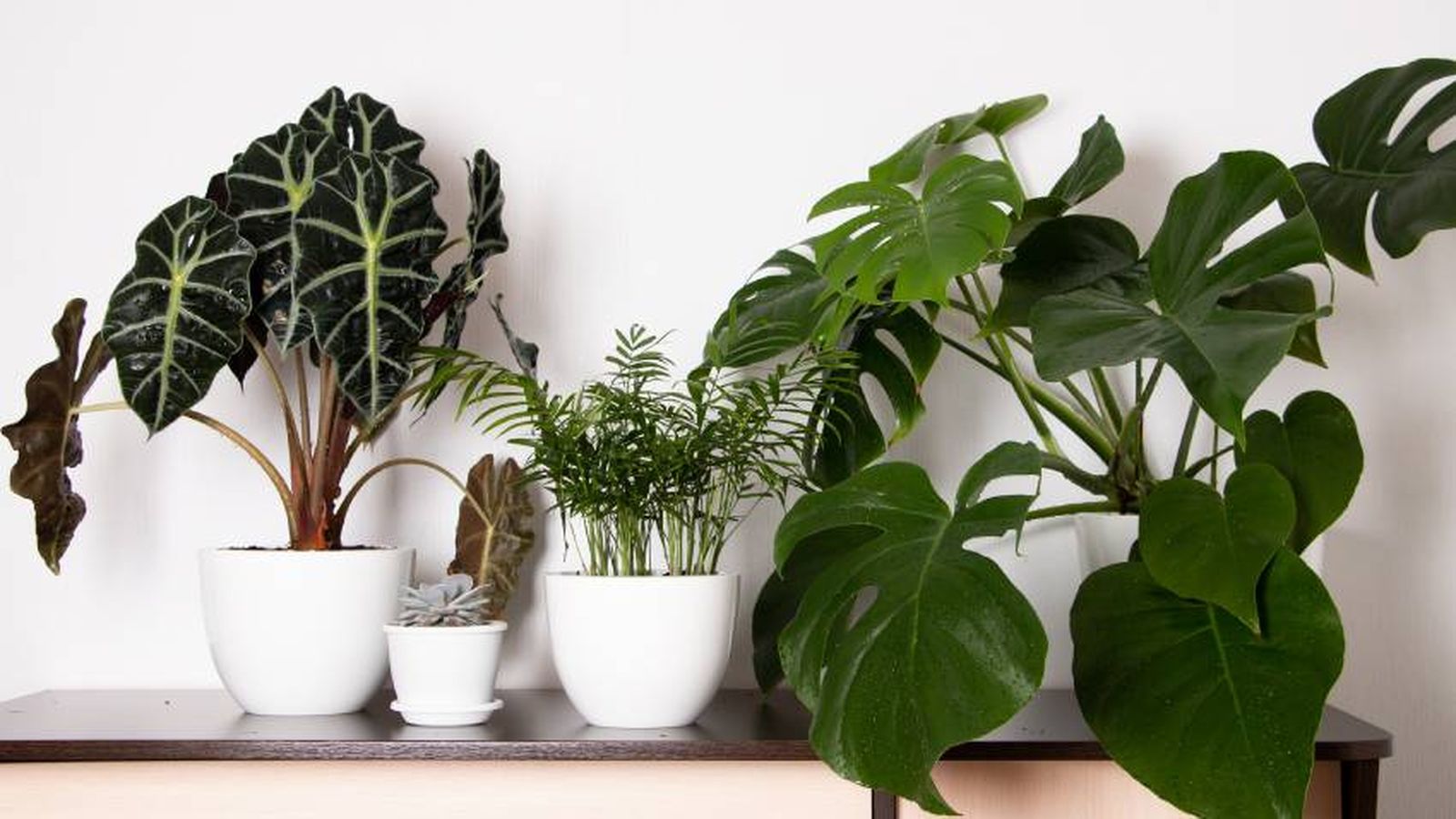 Plantas resistentes