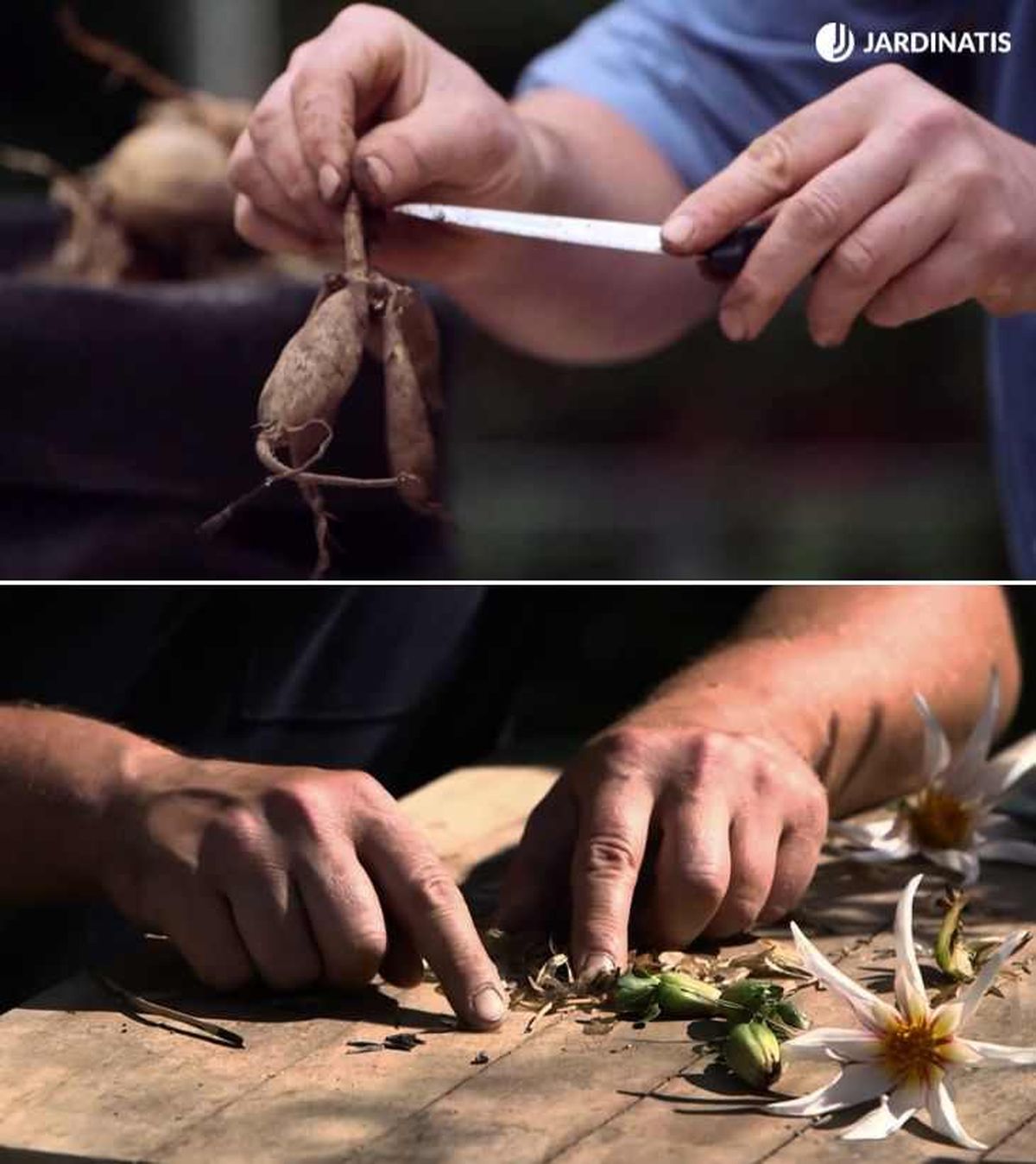 Reproducción de las dalias