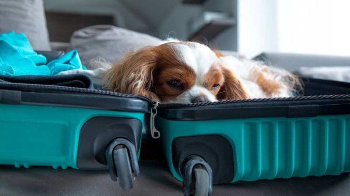 maleta perro viaje