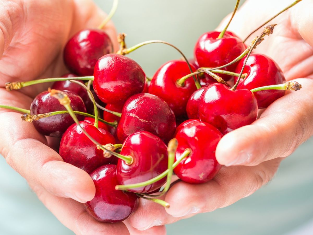 La temporada de las cerezas en España comienza en mayo y alcanza su mejor momento en junio y julio