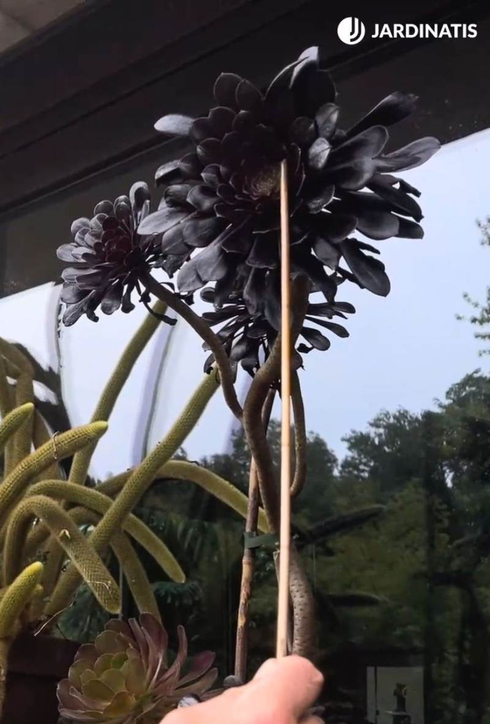 Aeonium arboreum Zwartkopf Aeonium arboreum Zwartkopf