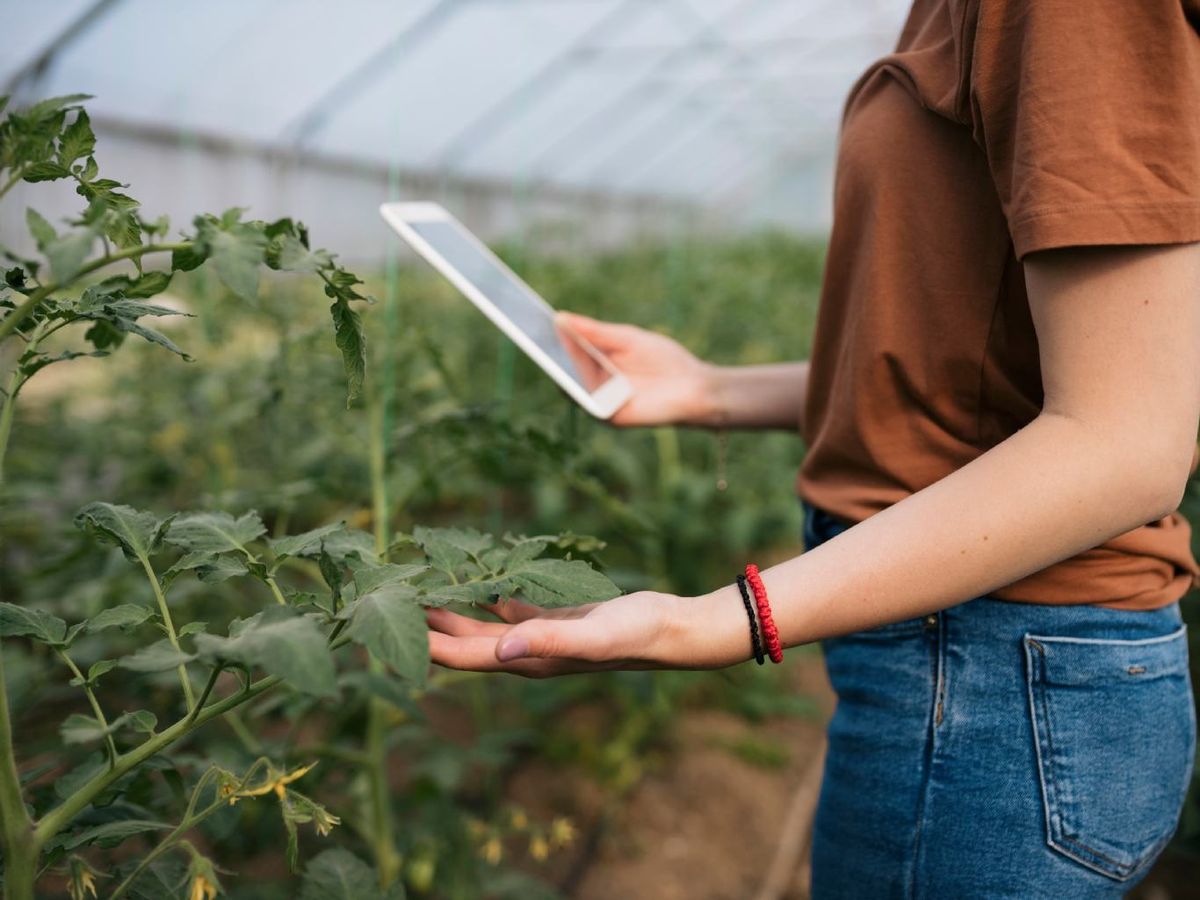 Mujer controlando el cultivo del tomate.