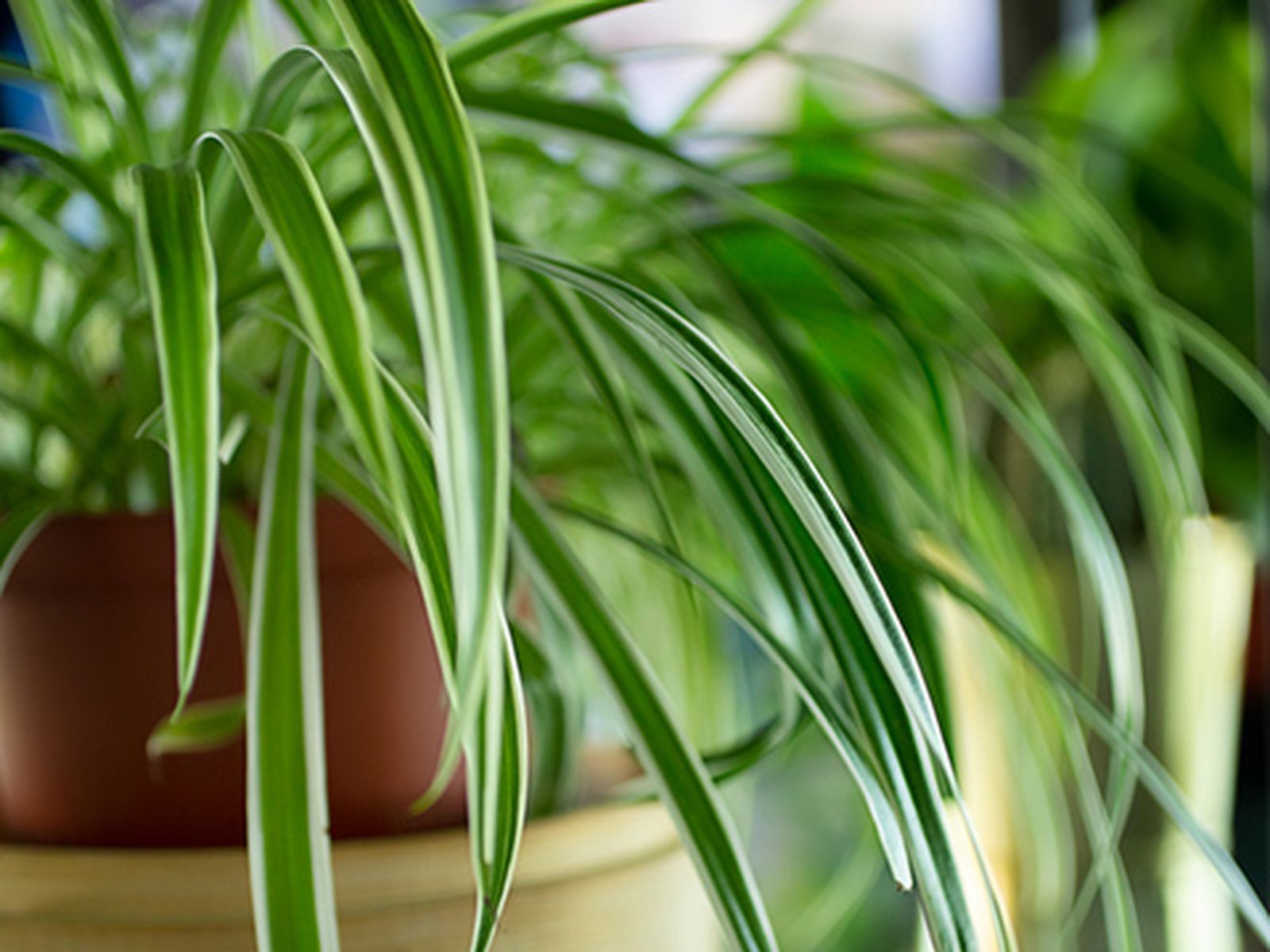 Planta cinta. 