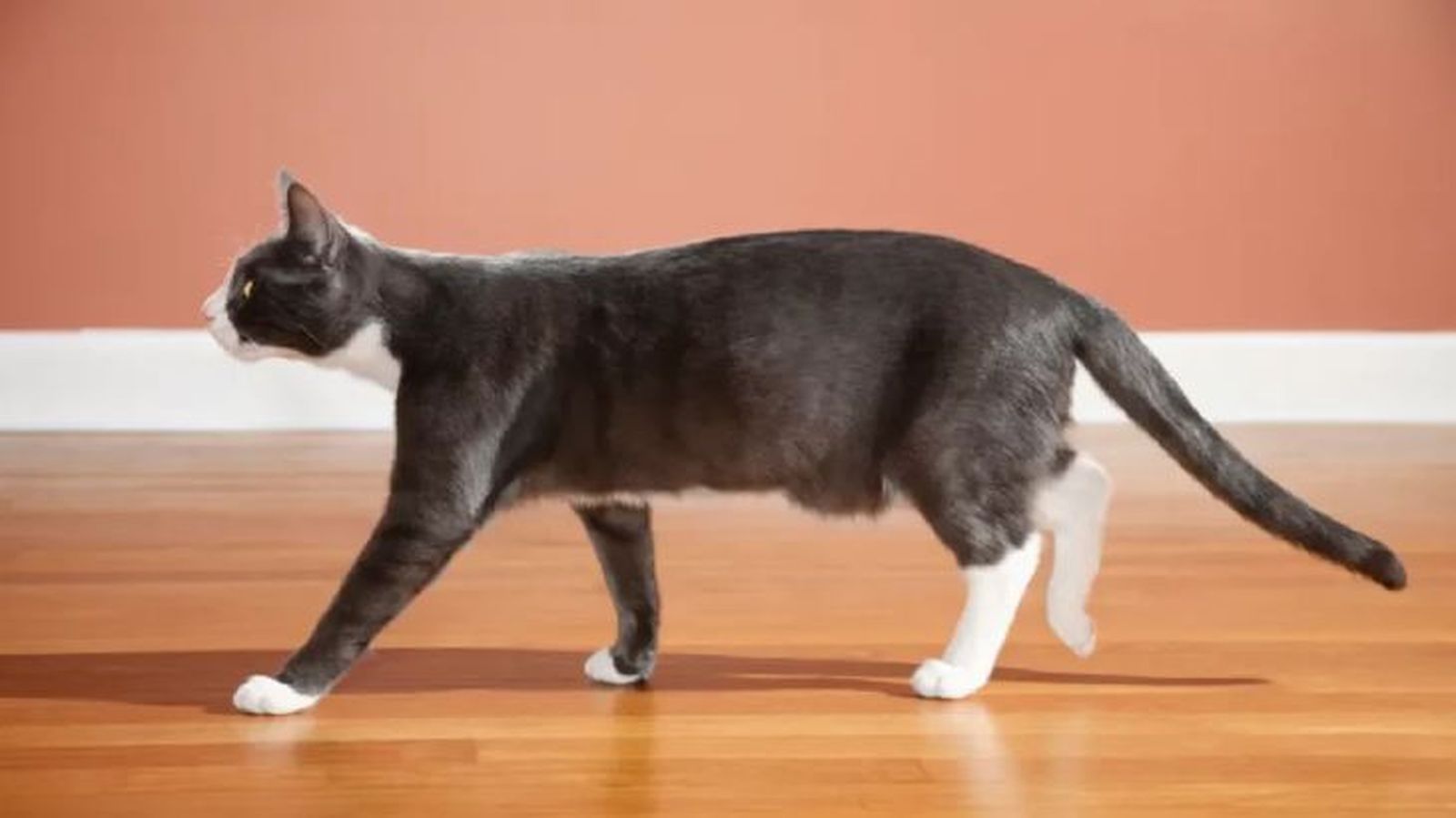 ataxia en gatos 3