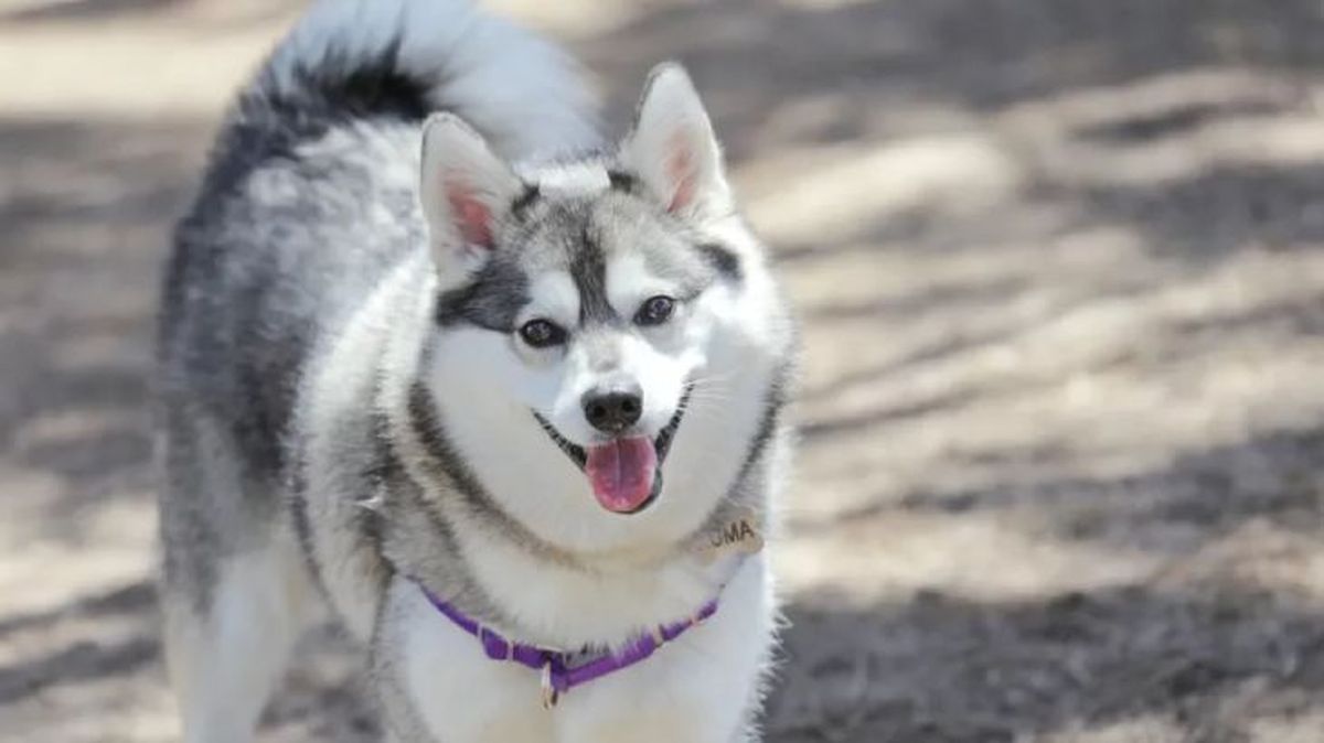 perros que parecen zorros alaskan klee kai