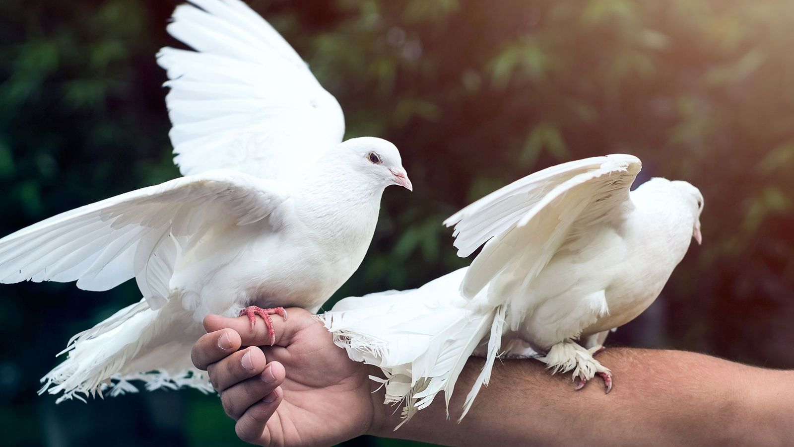 palomas mensajeras 1