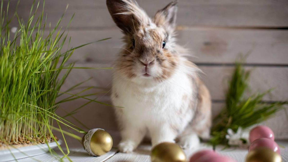 origen conejo pascua xl