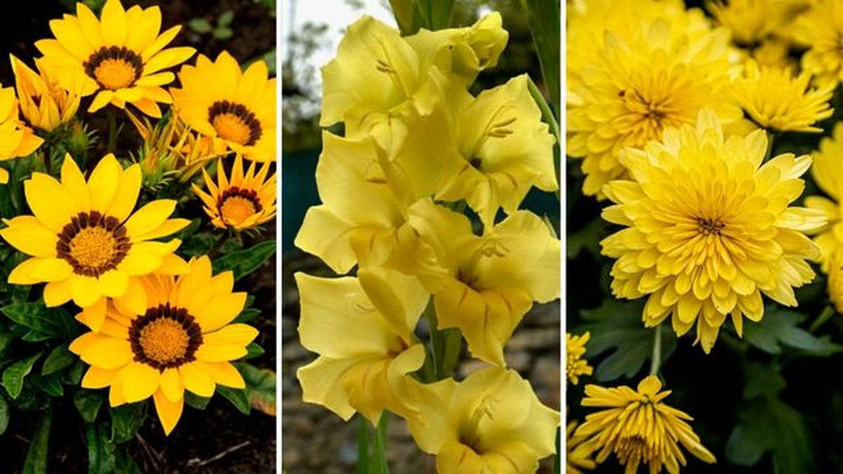flores amarillas gazani gladiolo crisantemo