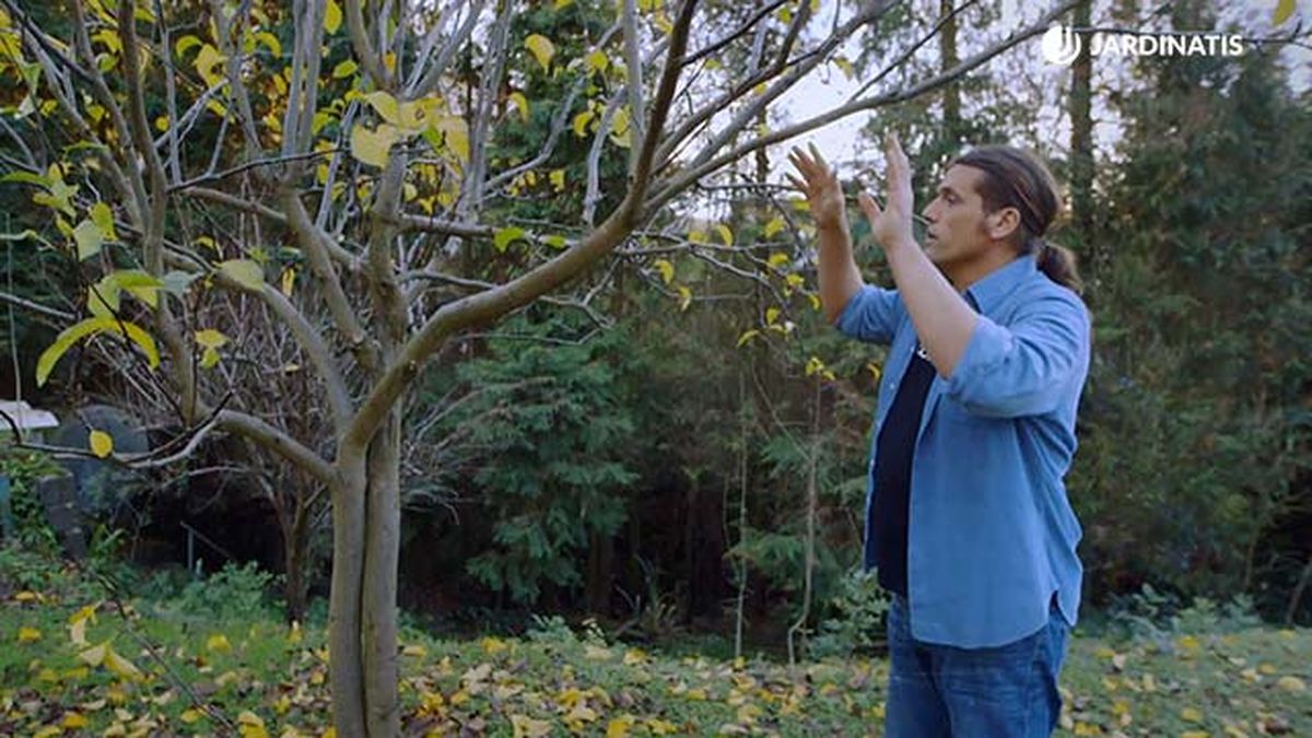 brico 0896 jardin proteger tras poda paso 8