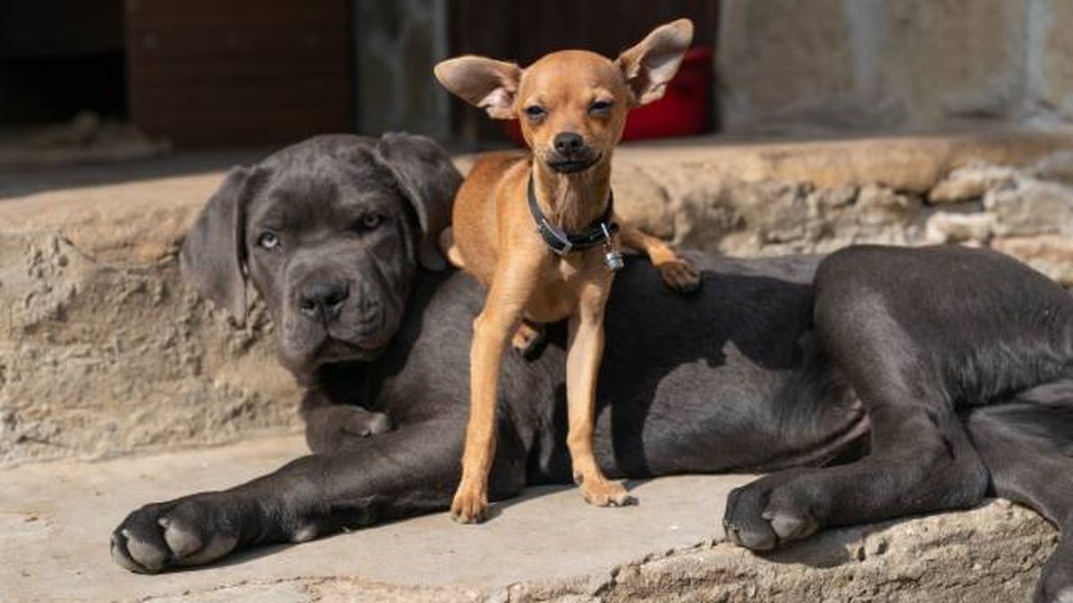 cuidados especificos razas perros pequeños diferencias grandes