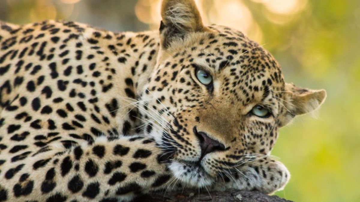 animales que empiezan por l 8