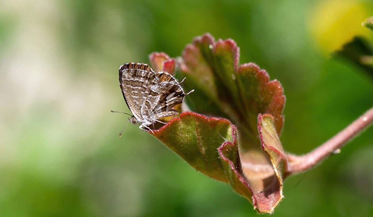 taladro gel geranio plaga