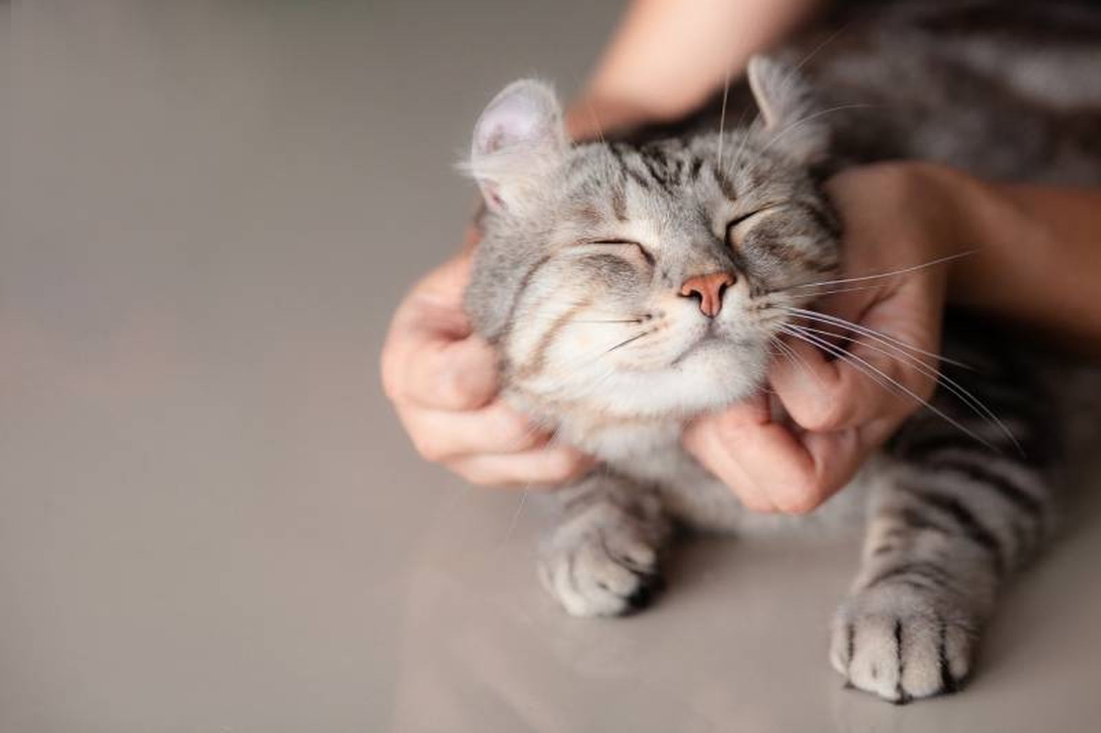 Los gatos son independientes y solitarios aunque también pueden ser muy cariñosos
