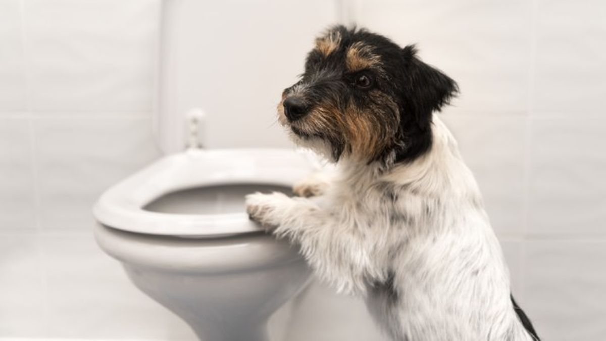 como cortar diarrea perros remedios caseros 5