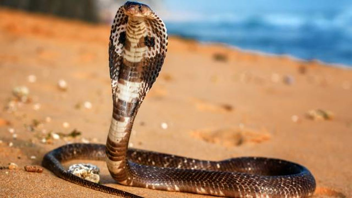 cobra real serpiente venenosa mas grande del mundo habitat natural
