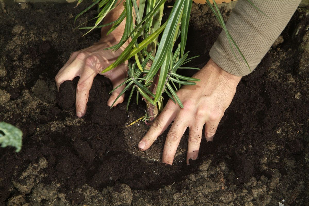 Planta para evitar topos paso 5