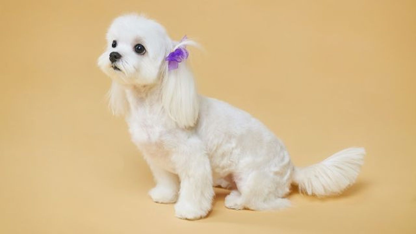 bichon maltes 7 bichon maltes 7