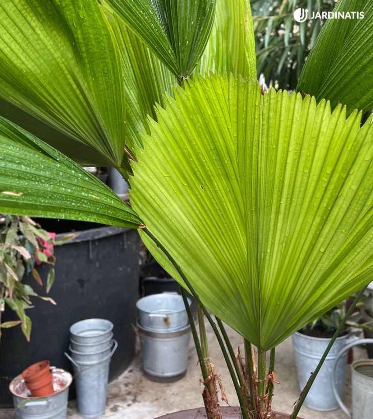 Hojas de la Licuala grandis