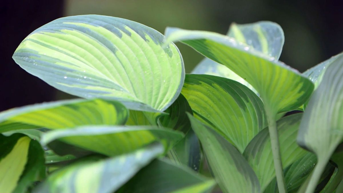 bBrico 953 3 cinta cobre plaga caracoles hostas hoja centro amarillo