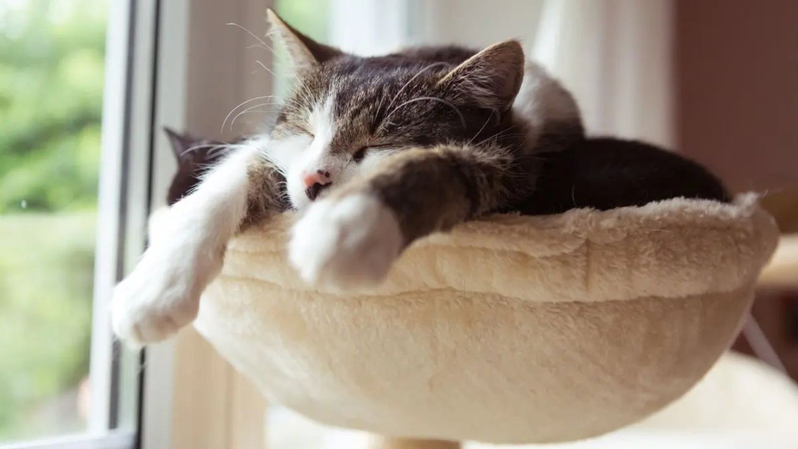 cuantas horas duerme un gato ok