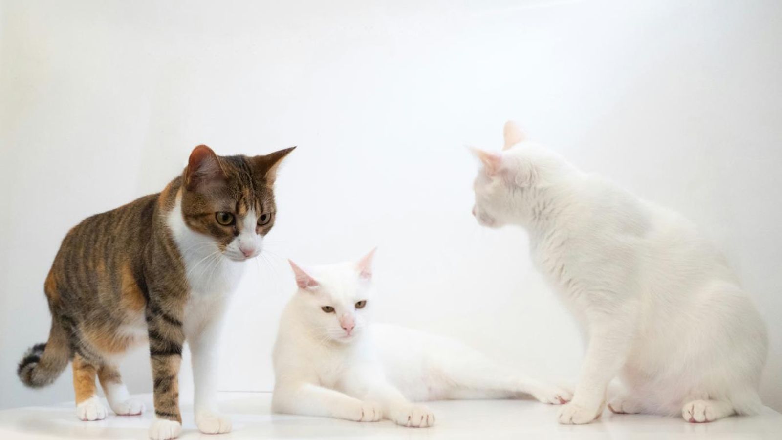 Dos gatos blancos y una gata tricolor. Dos gatos blancos y una gata tricolor.