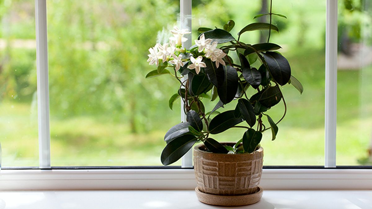 jazmin aborbe malos olor del hogar