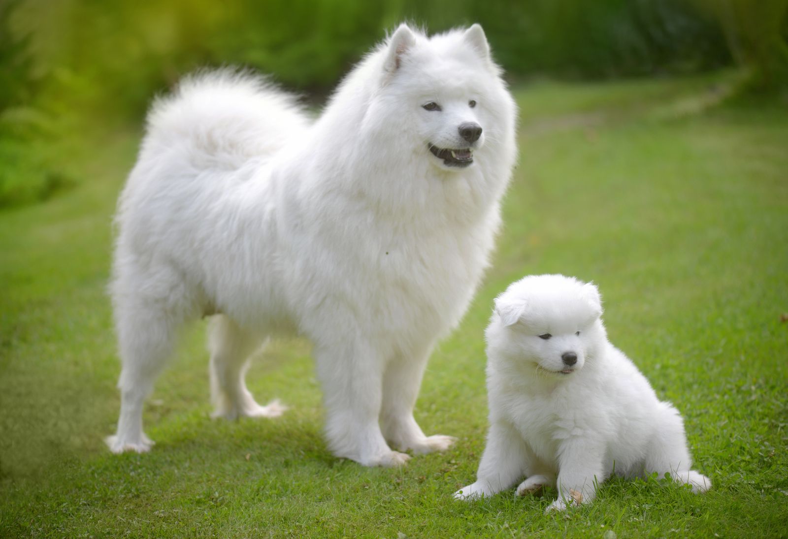 perros blancos
