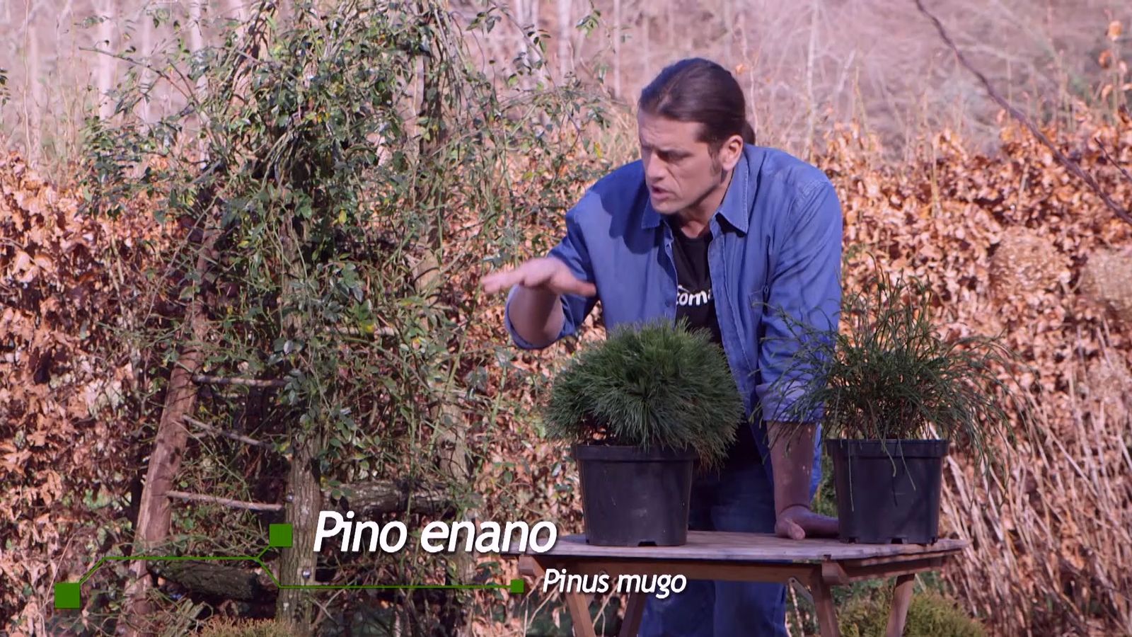 brico 939 3 coniferas forma esferica pinus mugo varella brico 939 3 coniferas forma esferica pinus mugo varella