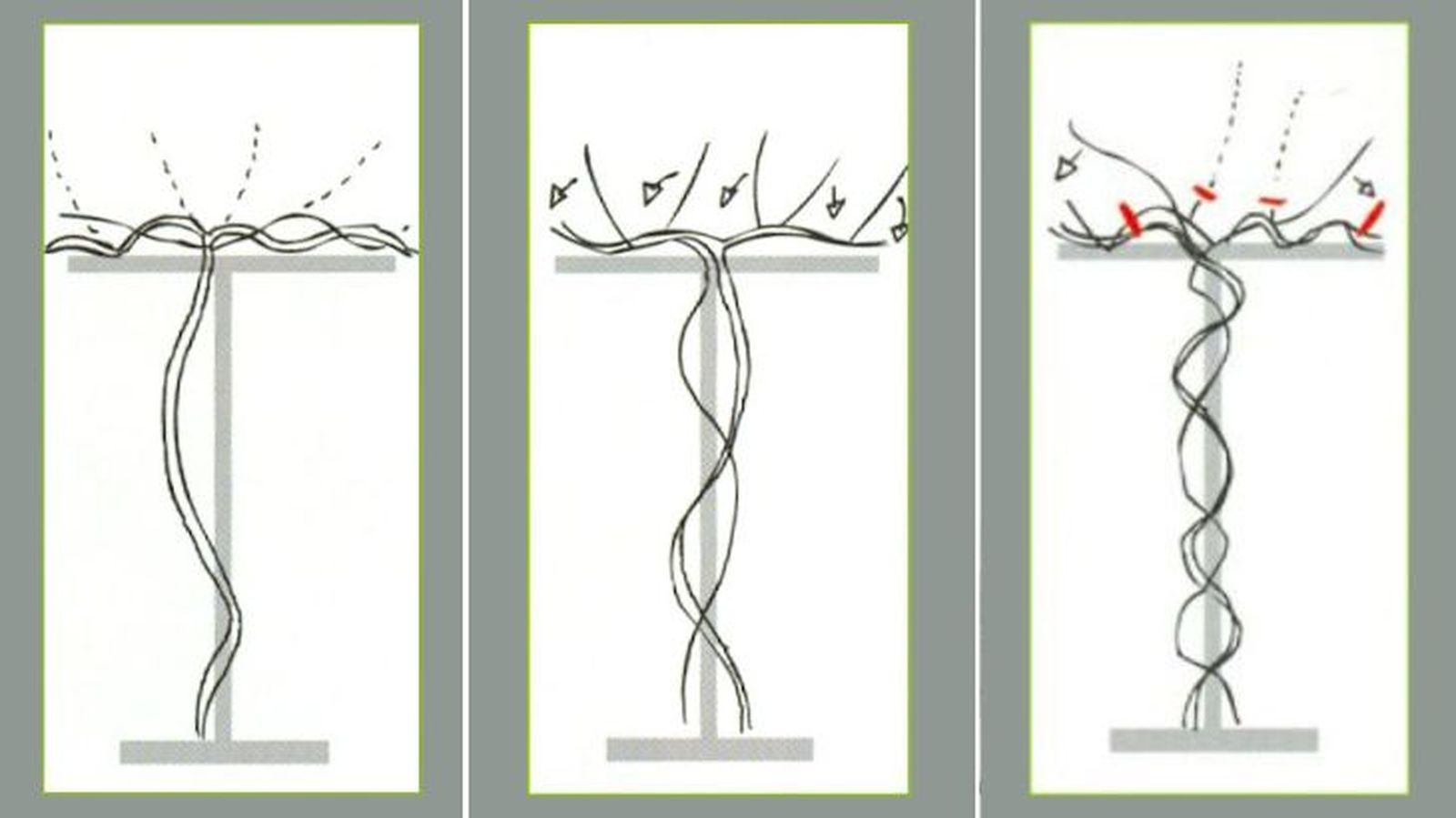 poda formación manteniento rosal trepador poda formación manteniento rosal trepador