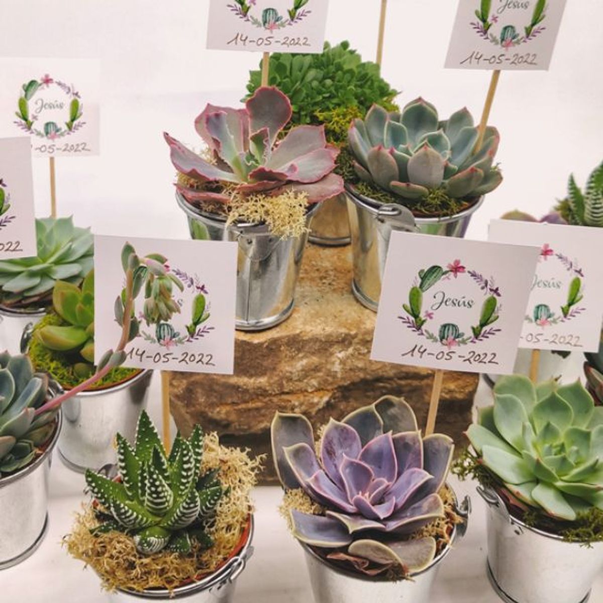 regalo de boda plantas entre cactus