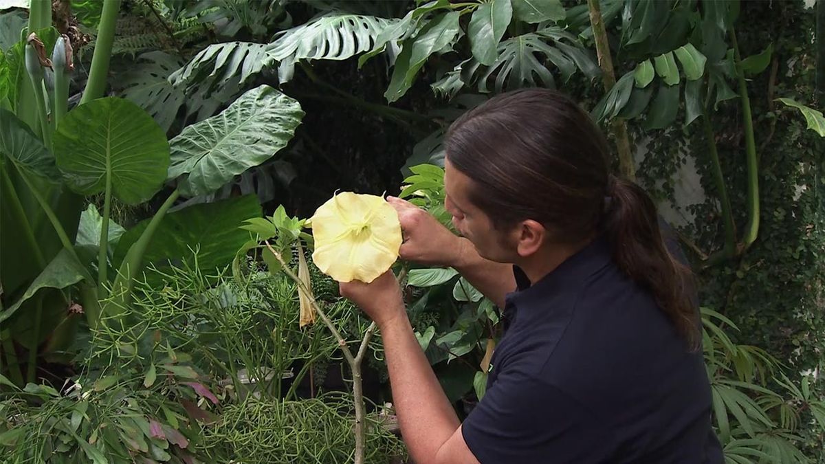 deco782 brugmansia arborea flor trompeta