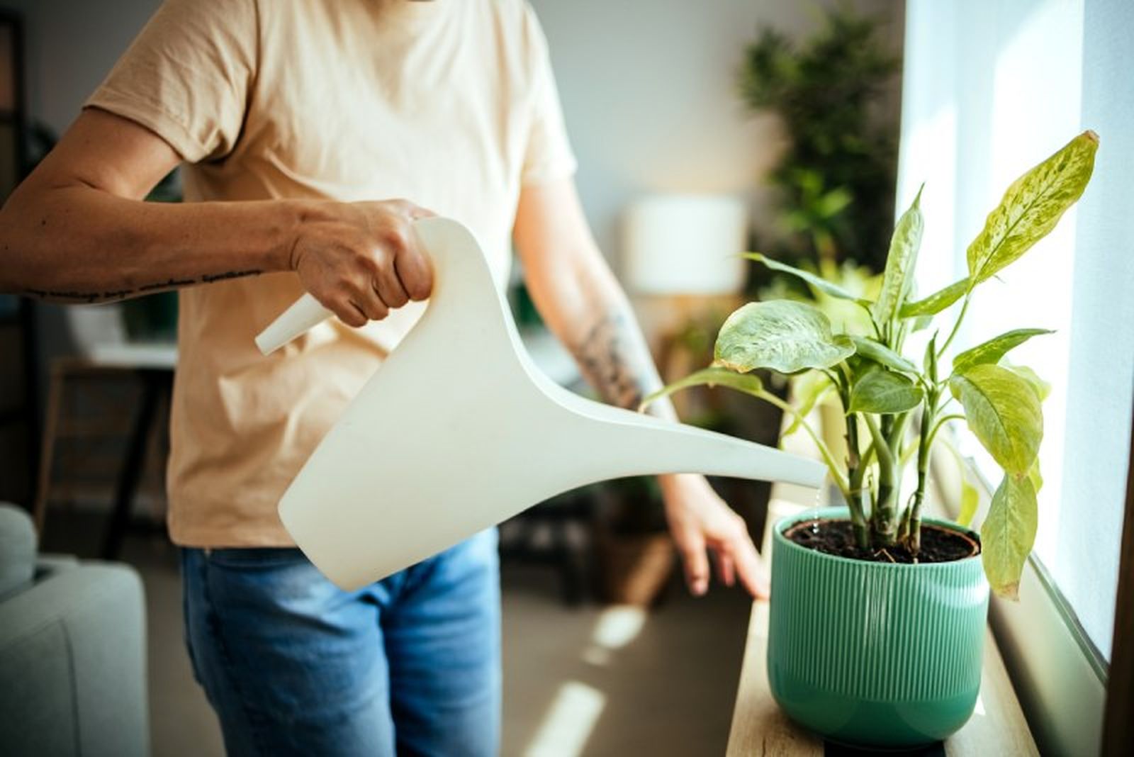 Las plantas de interior requieren  cuidados específicos