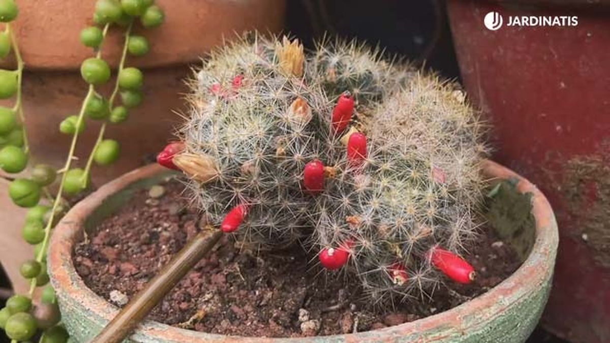 frutos rojos semillas de cactus coleccion inigo segurola