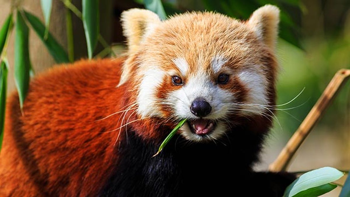 panda rojo comiendo bambu