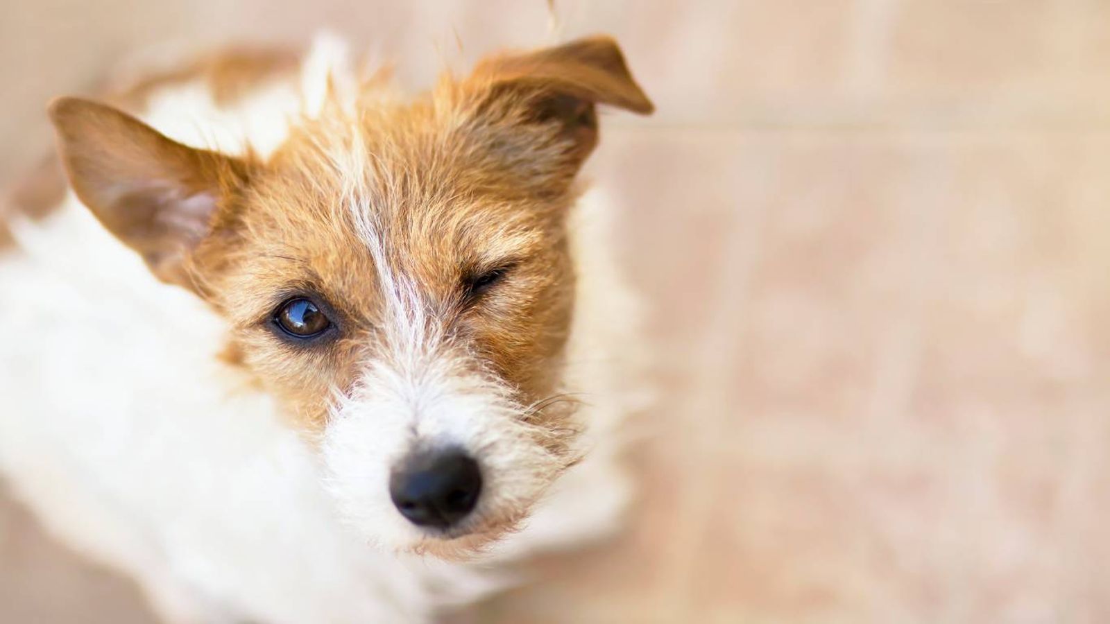 Los perros no son tan inocentes como creías