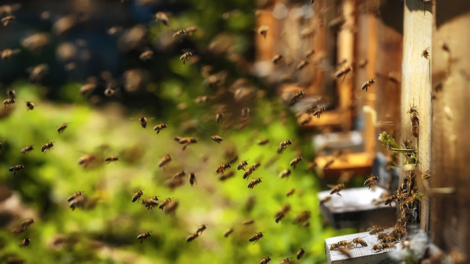 que pasaria si desaparecen abejas 3 que pasaria si desaparecen abejas 3