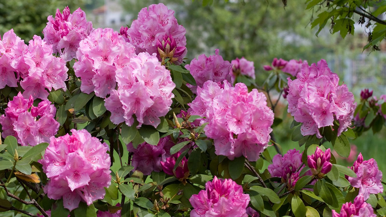 Poda de rododendros Poda de rododendros