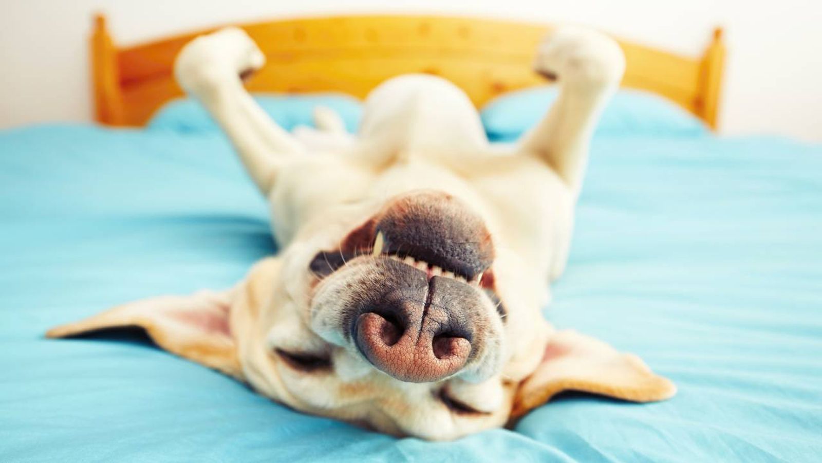 consejos elegir cama ideal perro gato xl