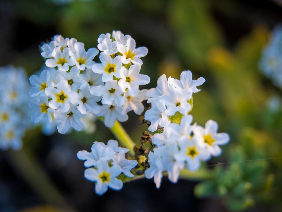 Flor blanca del heliotropo o vainilla de jardín.