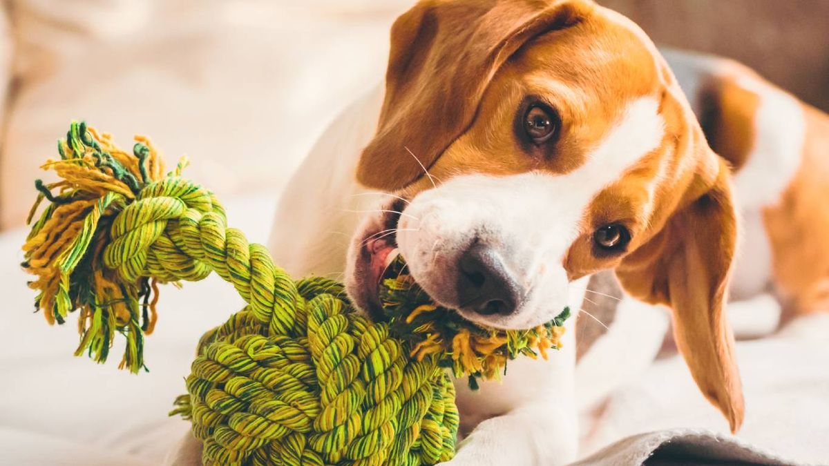 Sesiones cortas de adiestramiento o trucos