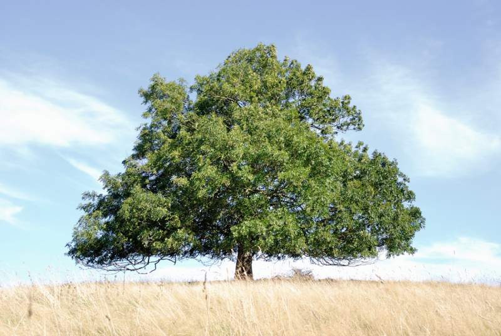 Fraxinus excelsior. Fraxinus excelsior.