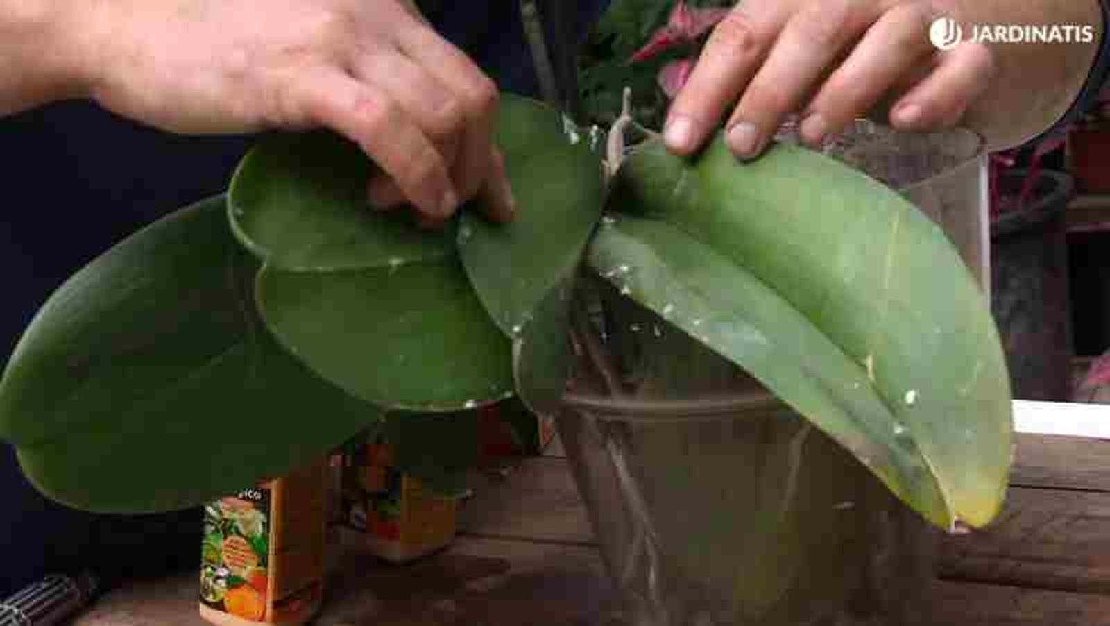 Hojas de orquídea Hojas de orquídea