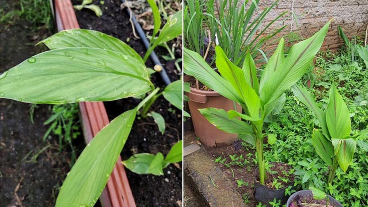 cultivo de la curcuma