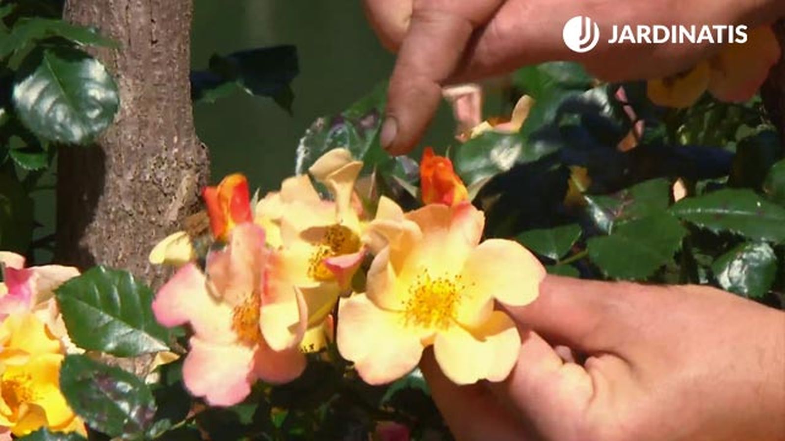 petalos naranjas rosales mutabilisl deco622 petalos naranjas rosales mutabilisl deco622