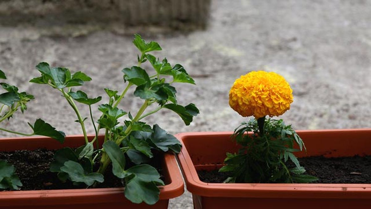 lavanda planta anti insectos