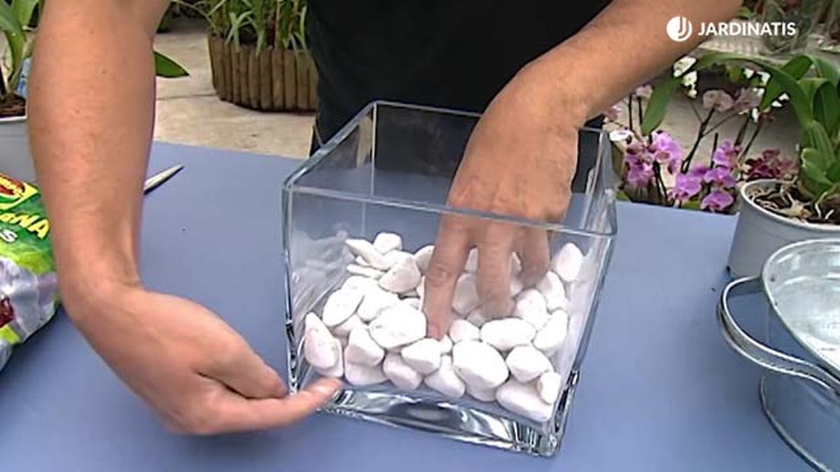 plantacion orquidea oncidium dama danzante drenaje deco 304 jardinatis